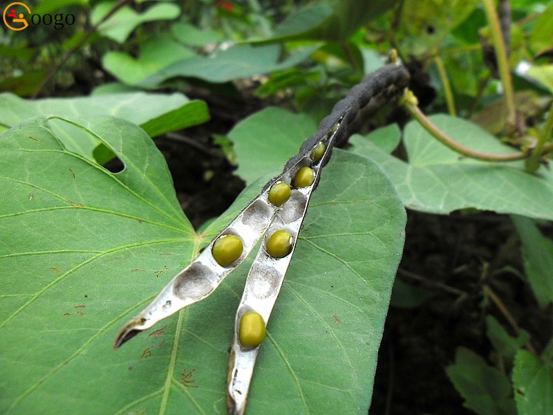 Green Mung Bean